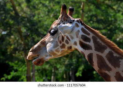 Lungo Collo Di Giraffa Stock Photo 1117057604 | Shutterstock