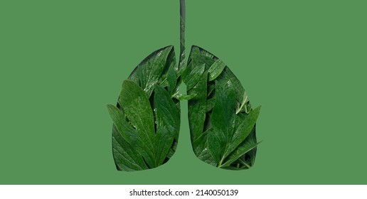  lungs with fresh green leaves as symbol of healthy lungs on green backround. World Tuberculosis Day or World Lung Day concept. world no tobacco day. Minimal Paper Art. copy space