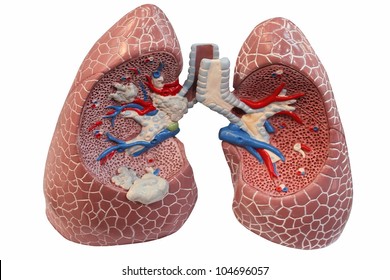 Lungs Model