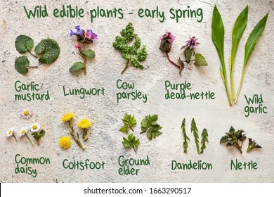 Edible Wild Plant Hd Stock Images Shutterstock