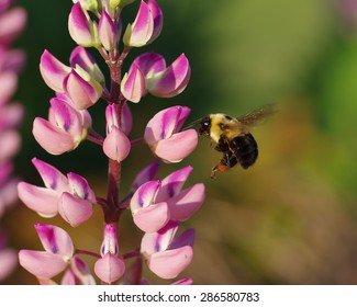 Lupin Bee