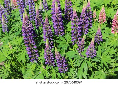 Lupin, a lupin field with pink, purple and blue flowers. Lupin flowers. Beautiful lupine flowers among bright greenery. Lupin (Latin Lupinus) is a genus of plants from the Legume family (Fabaceae).