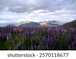 The lupin fields, lake tekapo 