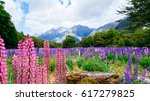 Lupin flower in Fiordland National Park.  New Zealand.