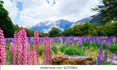 Lupin Flower In Fiordland National Park.  New Zealand.