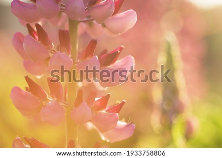 Lupin flower in the garden at the Sunset. Abstract floral background. Shallow debth of field Stock photo © 