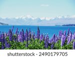 Lupin flowers hit full bloom during summer in December at Lake Tekapo, New Zealand