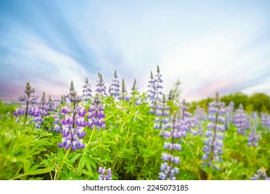 Lupin flowers on a meadow in the morning sun with beautiful purple colors - Shutterstock ID 2245073185