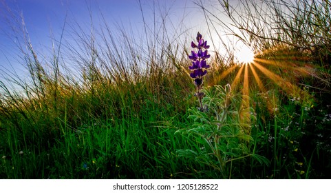 Lupin Flowers With Sunrise, Valley Of Elah, Israel