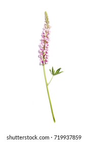 Lupin pink flower isolated on white background