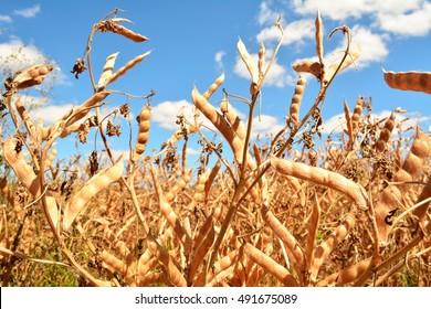 Lupin Plants And Pods In Field
