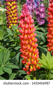 Lupin (towering Inferno) Plant In Full Flower With Orange And Yellow Petals