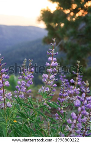 Lupin wildflowers thrive in the high elevations of Northern California