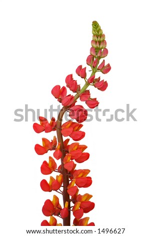 Similar – Image, Stock Photo The lone clover blossom in front of gloomy storm clouds