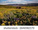 Lupine and balsom root flowers at peak bloom at the Tom McCall preserve near Rowena in the Columbia River Gorge National scenic Area, Oregon