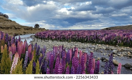 Lupine field, Colourful flowers. Punta Arenas, Patagonia Chile.