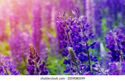 Lupine Field In Maine Sunlight