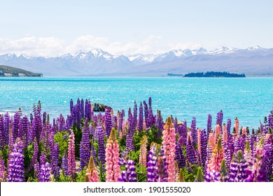 Lupine fields and snow-capped mountains along the shores of Lake Tekapo, New Zealand - Powered by Shutterstock