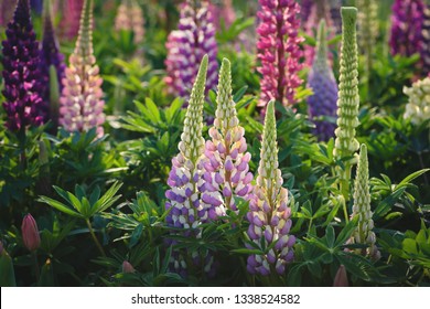 Lupine In Flower Bed
