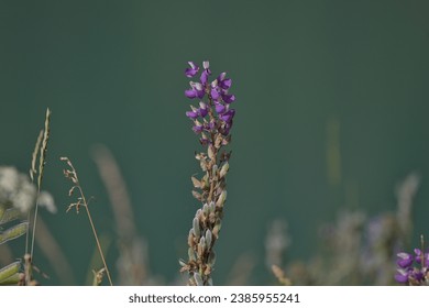 Lupine flower (Lupinus Perennis), sun and uncontaminated nature in the background. Gran Paradiso National Park