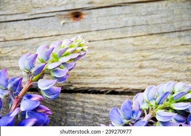 Lupine flowers 
