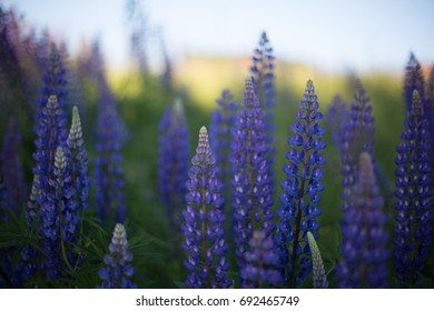 Lupine Flowers