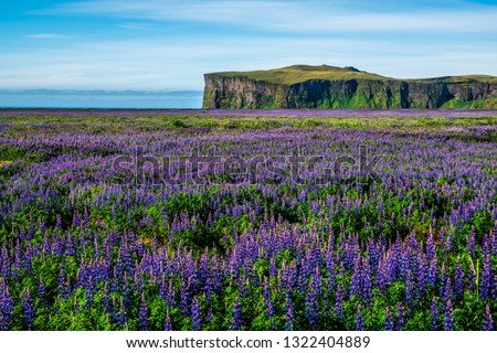 Lupine flowers field in Vik Iceland. Large landscape of Alaskan lupin.