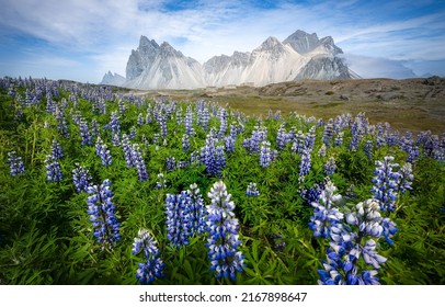 Lupine flowers in a mountain valley. Mountain meadow of lupine flowers. Mountain meadow lupines. Lupine flowers in mountains