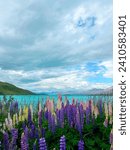 lupine meadow next to lake tekapo