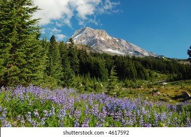 Lupine Meadows On The Slopes Of Mt. Hood