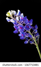 Lupine On Black Background. Official Texas State Flower, Blue Bonnet Isolated On Black Background