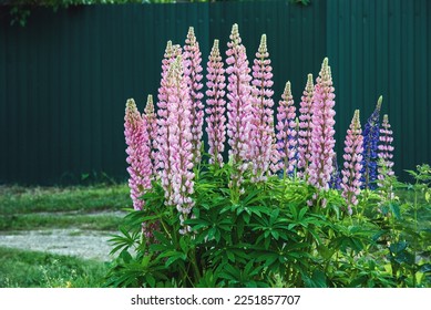 Lupine plant blooming with pink flowers in summer, Lupinus polyphyllus