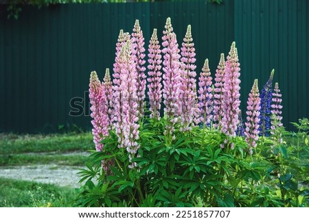 Lupine plant blooming with pink flowers in summer, Lupinus polyphyllus