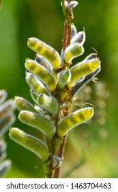 Lupine Seed Pods Close Up