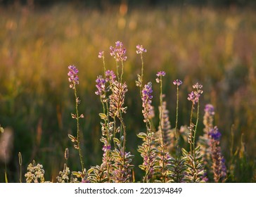 Lupine Seeds And Flowers In The Sunset Light