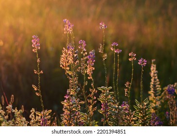 Lupine Seeds And Flowers In The Sunset Light