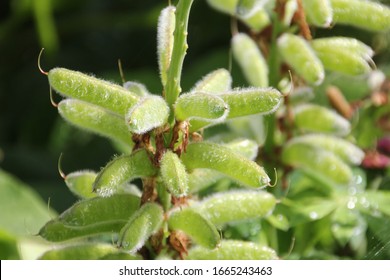 Lupine Seeds, Perennial Lupine, Lupin Seed Pods