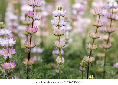 Lupines In Bloom. Santa Clara County, California, USA.