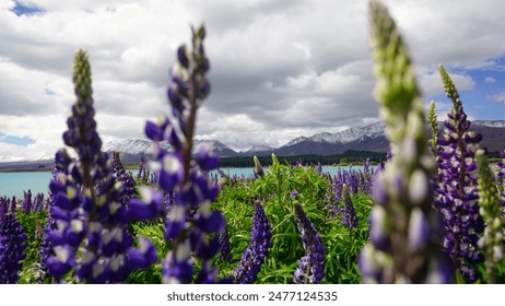 Lupines in full bloom frame a serene turquoise lake, with snow-capped mountains and dramatic clouds in the background.
 - Powered by Shutterstock