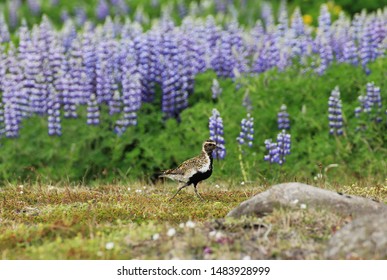 Lupines In Husavik On Iceland