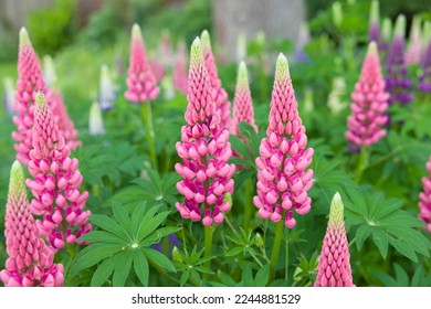 Lupins, lupin plant (lupinus) with pink flowers growing in a back garden, UK - Powered by Shutterstock