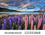  Lupins on the shore of Lake Tekapo, New Zealand