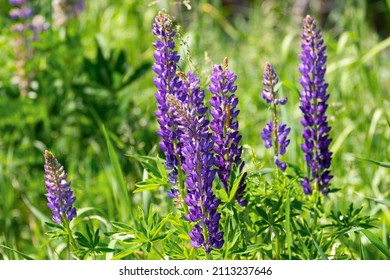 Lupinus Closeup View. Commonly Known As Lupin, Lupine,or Regionally Bluebonnet Etc., Is A Genus Of Flowering Plants In The Legume Family Fabaceae