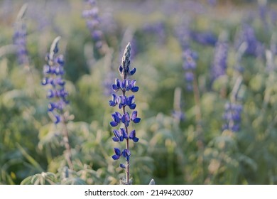 Lupinus, Commonly Known As Lupin, Lupine Or Regionally Bluebonnet, Is A Genus Of Flowering Plants In The Legume Family Fabaceae. Flower Close-up Shot On The Blooming Field