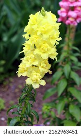 Lupinus, Commonly Known As Lupin, Lupine Or Regionally Bluebonnet Etc., Is A Genus Of Flowering Plants In The Legume Family Fabaceae.