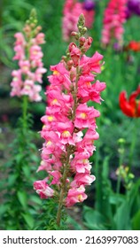 Lupinus, Commonly Known As Lupin, Lupine Or Regionally Bluebonnet Etc., Is A Genus Of Flowering Plants In The Legume Family Fabaceae.