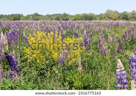 Lupinus, commonly known as lupin, lupine or regionally bluebonnet. Lupinus perennis. Lupine bloom season.