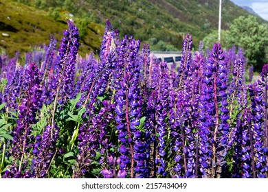 Lupinus Flower Blooming Along The Way To  Lofoten Island. Lupinus, Commonly Known As Lupin, Lupine, Or Regionally Bluebonnet, Is A Genus Of Flowering Plants In The Legume Family Fabaceae.