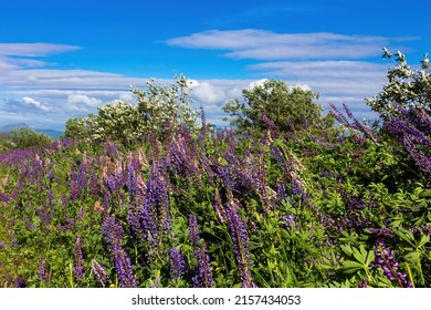 Lupinus Flower Blooming Along The Way To  Lofoten Island. Lupinus, Commonly Known As Lupin, Lupine, Or Regionally Bluebonnet, Is A Genus Of Flowering Plants In The Legume Family Fabaceae.