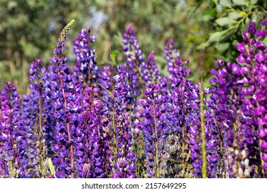 Lupinus Flower Blooming Along The Way To  Lofoten Island. Lupinus, Commonly Known As Lupin, Lupine, Or Regionally Bluebonnet, Is A Genus Of Flowering Plants In The Legume Family Fabaceae.